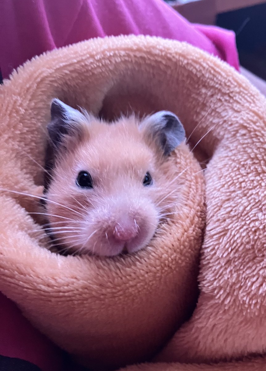 ネズミ🐹 (@mouse10162) / Posts / X