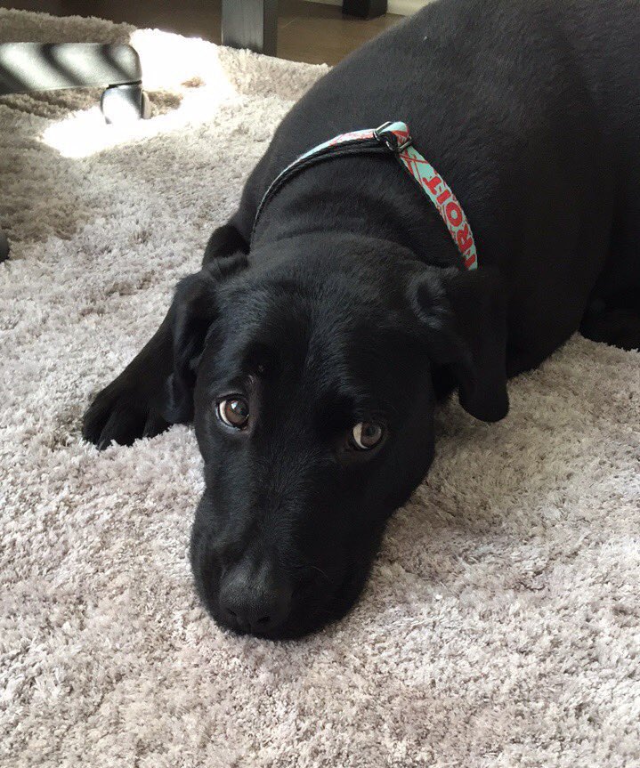 NICKMERCS's tweet image. Gutted 💔

And a little indifferent on even sharing this kinda stuff. I just feel like with our JoeJoe fund, and how impactful he’s been in &amp;amp; outta the stream, it’s only right? Idfk. Always try to keep it positive.

Our pup Joey passed away this morning. My boy was 16. He went…