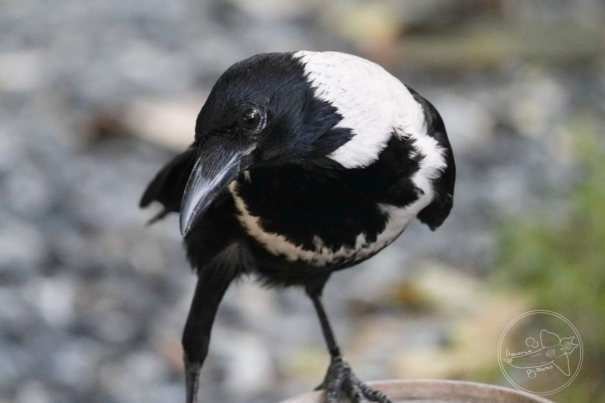 高品質　ムナジロガラス　全身剥製 高品質 ムナジロガラス 全身剥製 - メルカリ