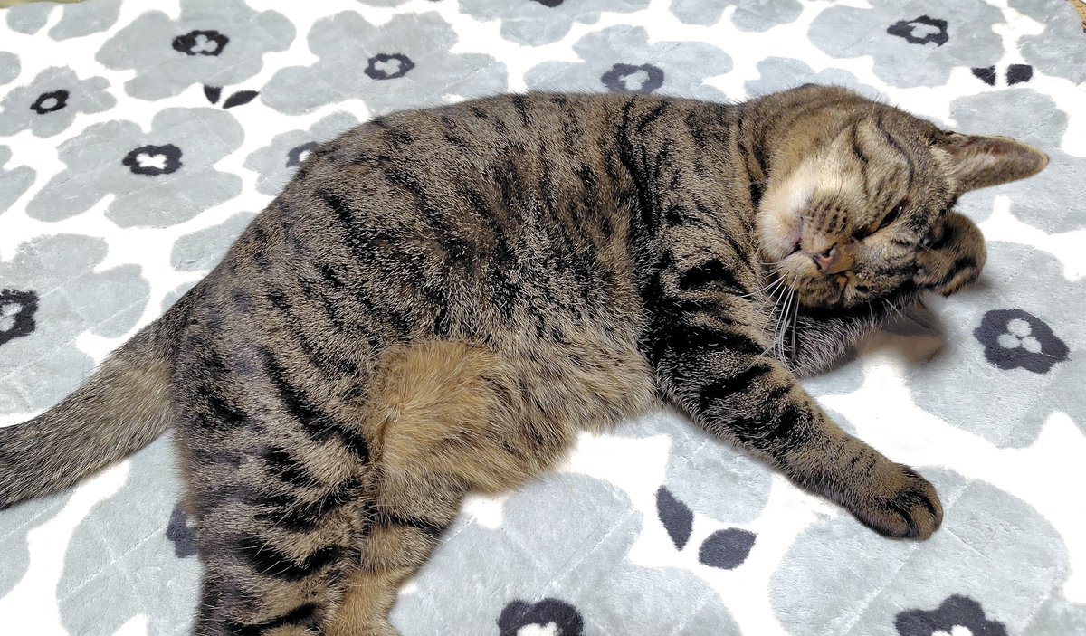 踏ん張り方を見習い中(茶トラ) 踏ん張り方を見習い中(茶トラ)