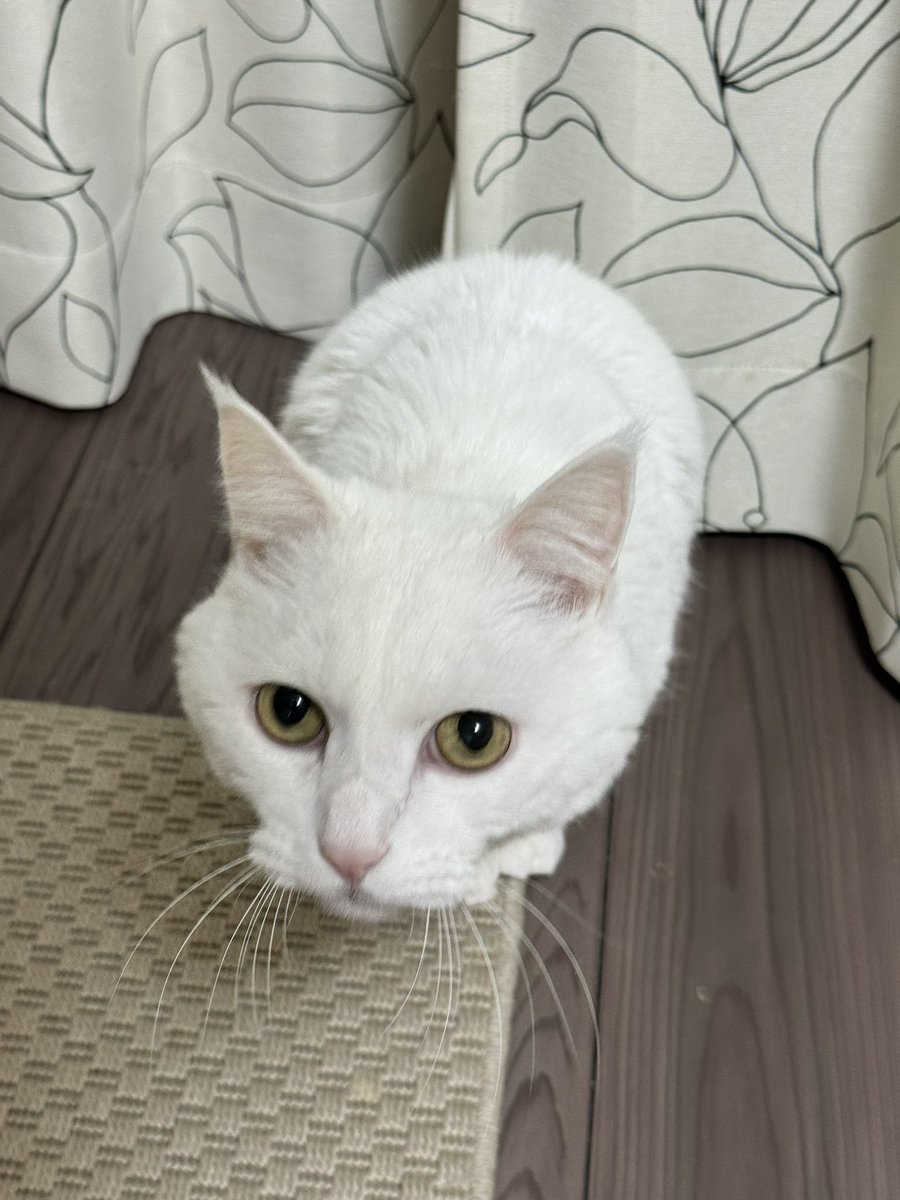 ハク様 ハク様 (@hakusama0906) / Posts / X