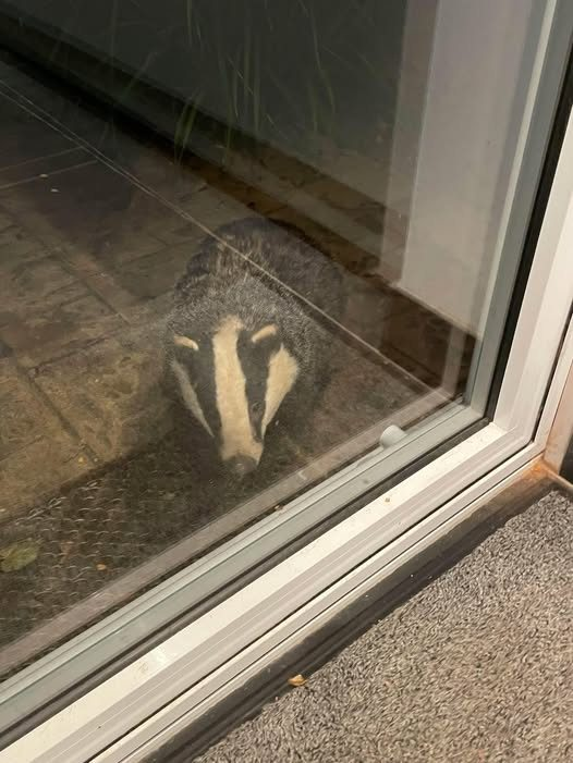 Hey <a href="/OKWildlifeDept/">Oklahoma Department of Wildlife Conservation</a> should I let it in? It looks cold and hungry!