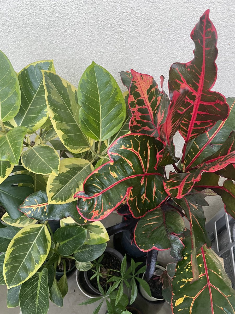 msk♡様−専用ページ フラワー🧚🏻‍♀️ (@kIXzMvXyYre1Dp6) / Posts / X