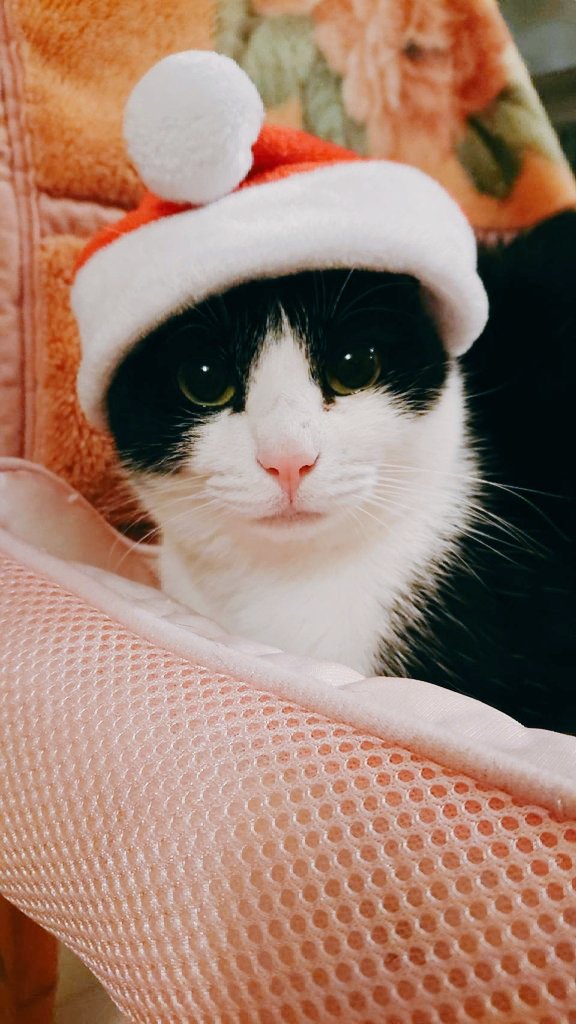 明日はクリスマスイブ🎅 今日はイブイブ🎄 サンタクロースはプレゼント