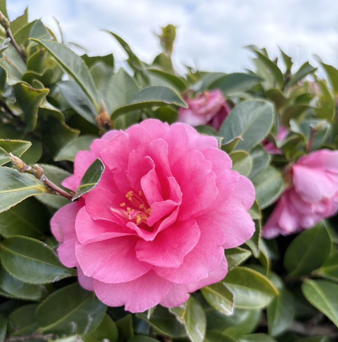 おはようございます
また寒い朝が戻って来ました
❅*॰ॱ

 #終幕のロンド
数年経ってからの樹と真琴との再開
明るい未来が待っていそうでした♡*゜
連ドラが終わるとポッカリと感じてしまいます

JUNON 2月号発売中💛
週刊文春WOMAN 発売中🩷💚

#私の_世界に一つだけの花 
#SMAP 
#新しい地図