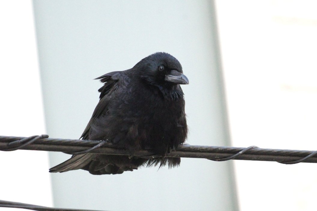 crow_research's tweet photo. この姿がとてつもなくかわいい、アホ毛ボソさん。
#カラス #Carrion_crow #corvus_corone #ハシボソガラス #札幌のカラス #アホ毛ボソさん https://t.co/o8nKRvVQe0