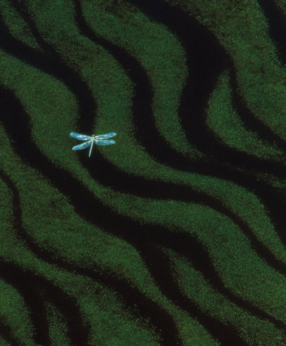 Silence talks
Distance connects
Fear provides insight
Respect to the rhythm of these is grace