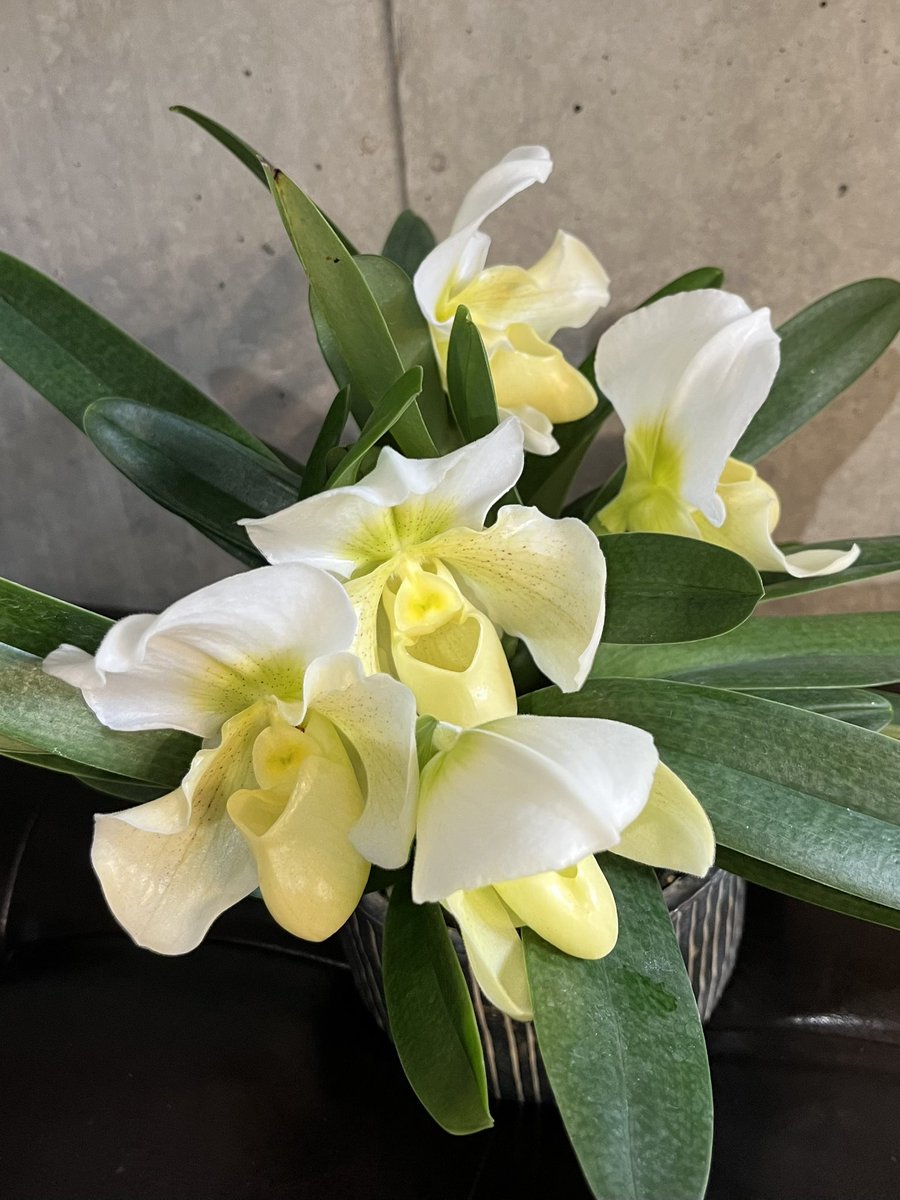 あまり花茎が伸びず押し合いへし合いで満開を迎えたパフィオ笑。これはこれで、天使たちが舞い降りたみたいでかわいいでござる👼

Paphiopedilum （no name）