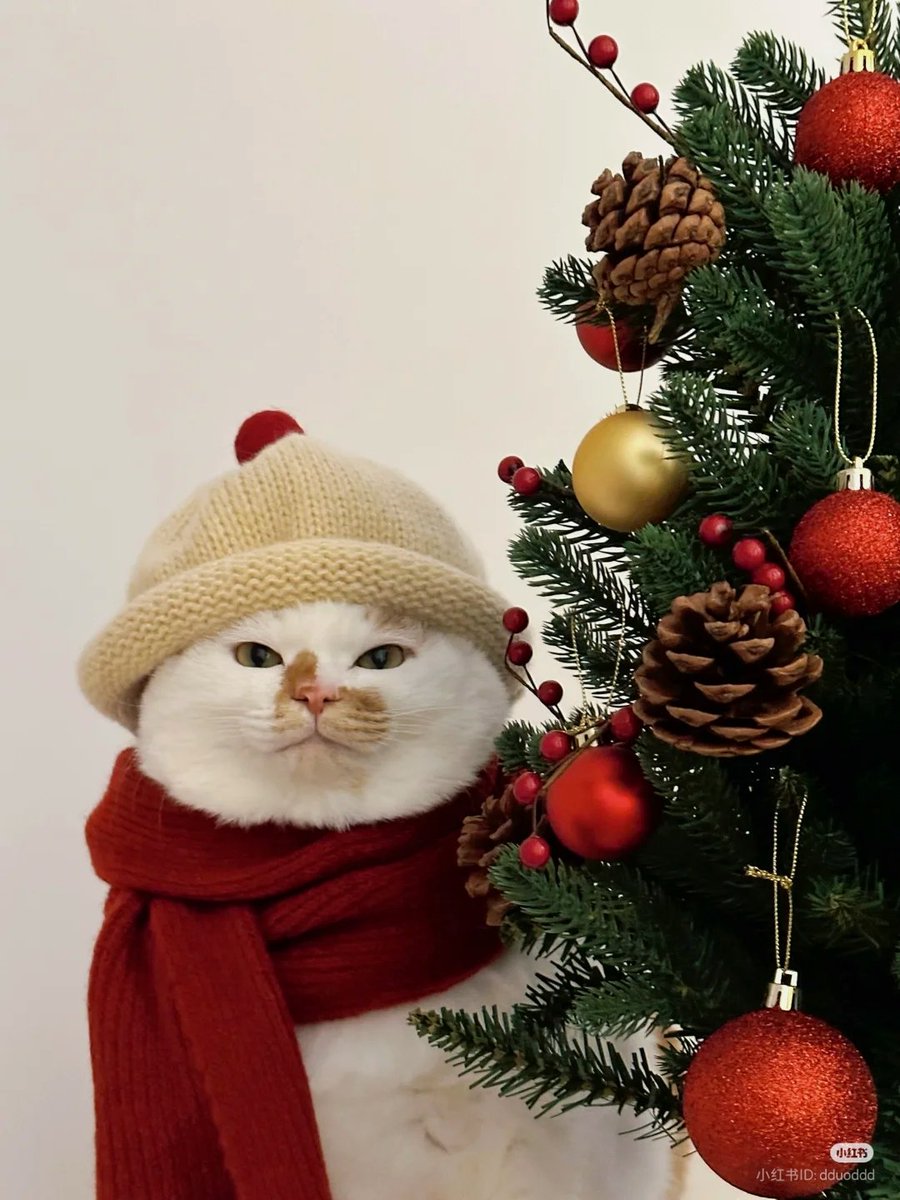 The Cats 𝕏 (@thecatsx) on Twitter photo 