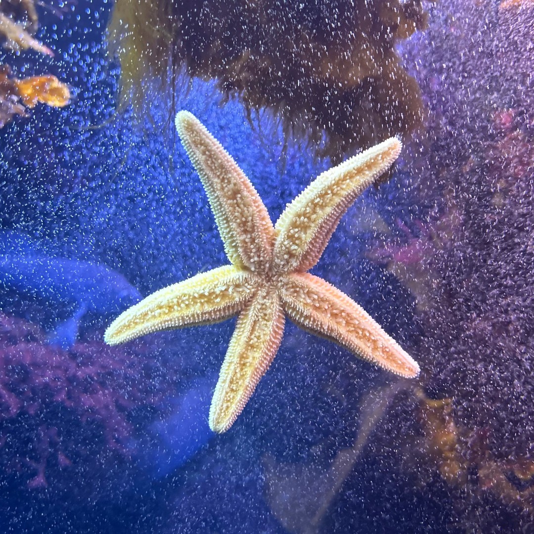 Put me on top of your tree! ⭐🎄