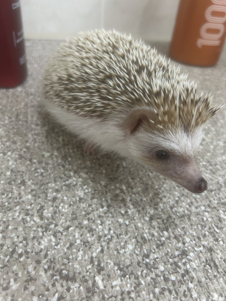 색깔이똑가틈바닥이랑