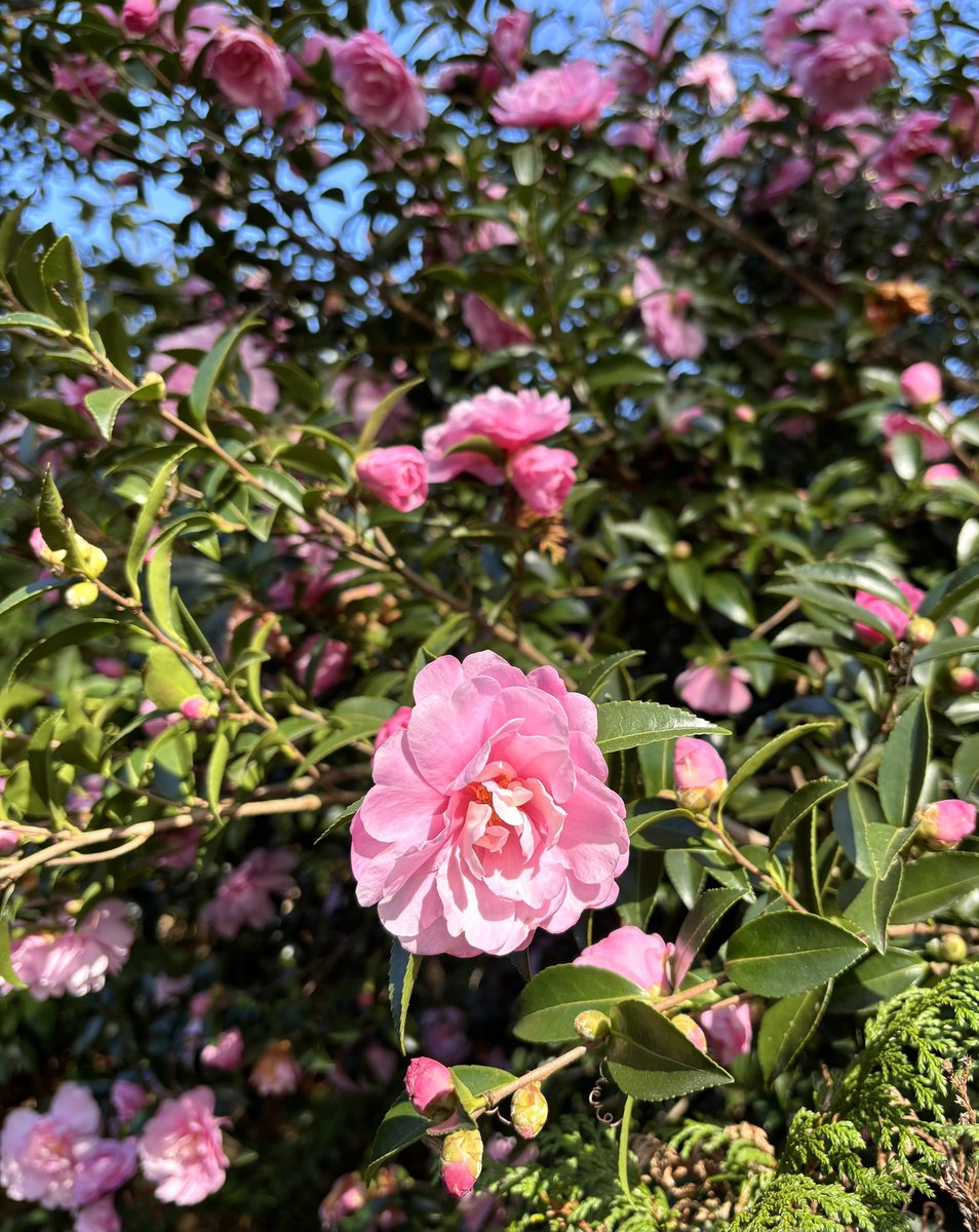 おはようございます☁️

#終幕のロンド 樹が気迫迫る勢いで利人に内部告発を迫る！
やはり草彅剛の演技には怖さも必要！
ホッとする終わり方でした😌

さぁ、クリスマスから年始準備
忙しいですね

#新しい地図 
#私の_世界に一つだけの花