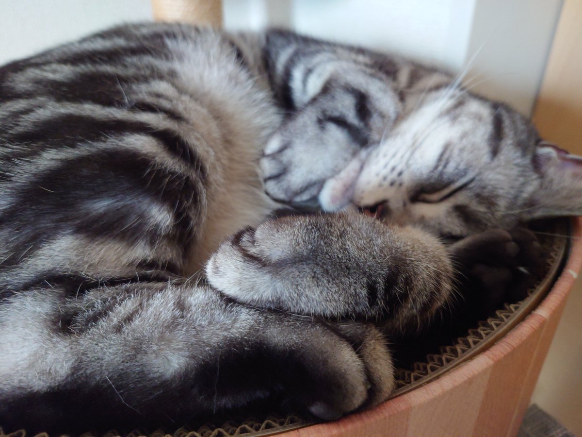 おはようございます٩(*´꒳`*)۶
2025年12月23日 火曜日 ☀

今日も皆さんの1日が
心穏やかに過ごせますように
•*¨*•.¸¸☆*･ﾟ•*¨*•.¸¸☆*･ﾟ•*¨*•.¸¸☆
お身体ご自愛ください(,,ᴗ ᴗ,,)
 #猫のいる暮らし𓃠 
 #猫がいる幸せ 
 #猫好きさんと繫がりたい𓏲𓎨