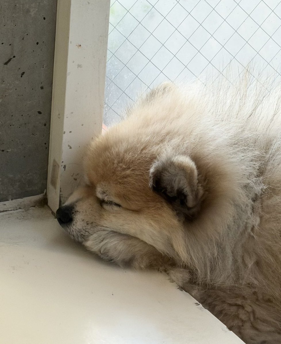 デカポメ🐶⛩️ポルくん🗼 (@AccessoryshopF) / Posts / X