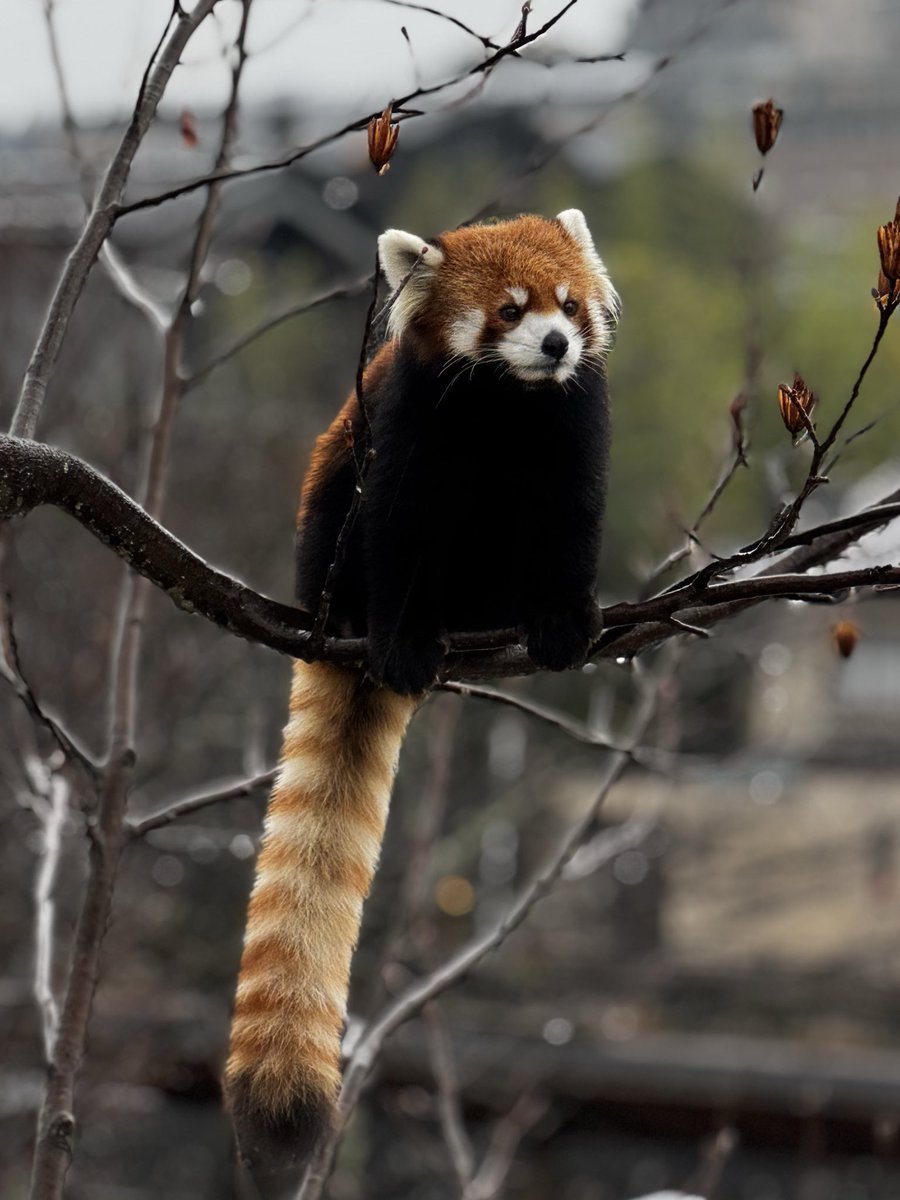 うさねこ (@momosan0323) / Posts / X