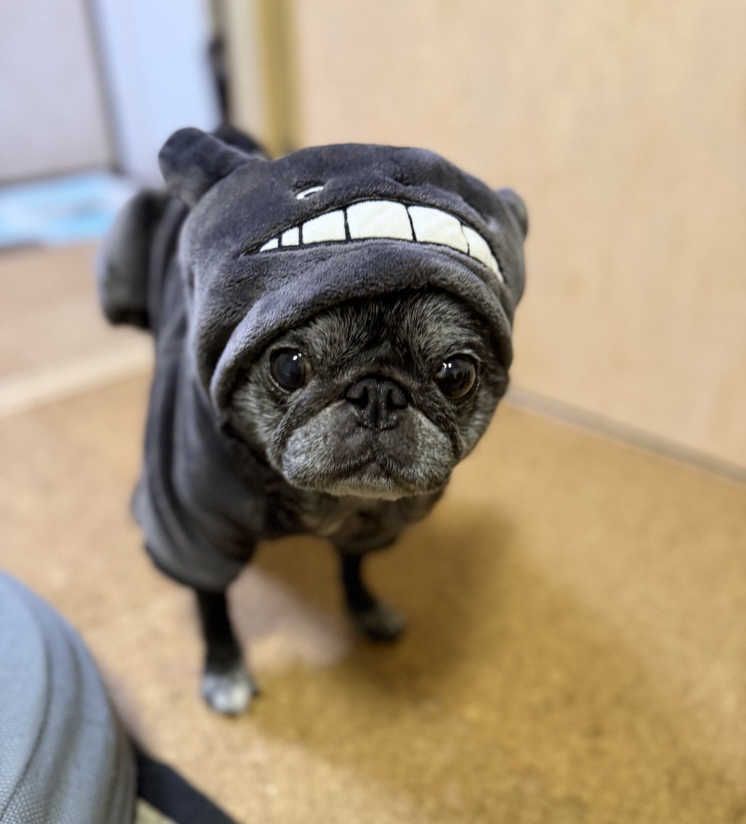 黒ぱぐのあんちゃん (@abababa365x) / Posts / X