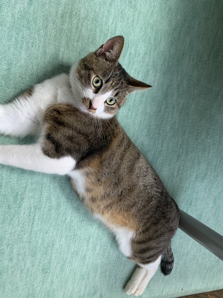 ありんこ (@arinkofmfm) / Posts / X