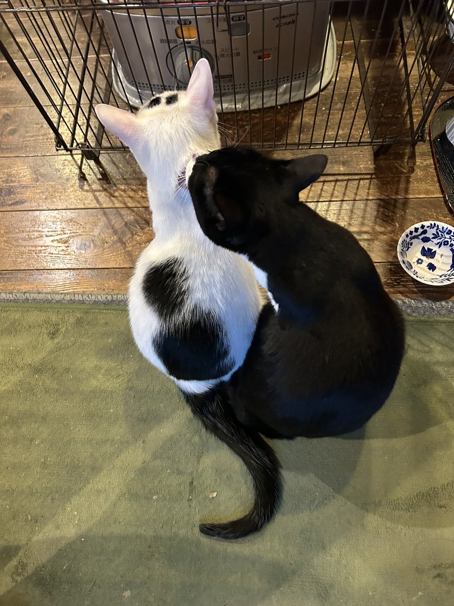 poppy🐥 (@groovy03291013) / Posts / X