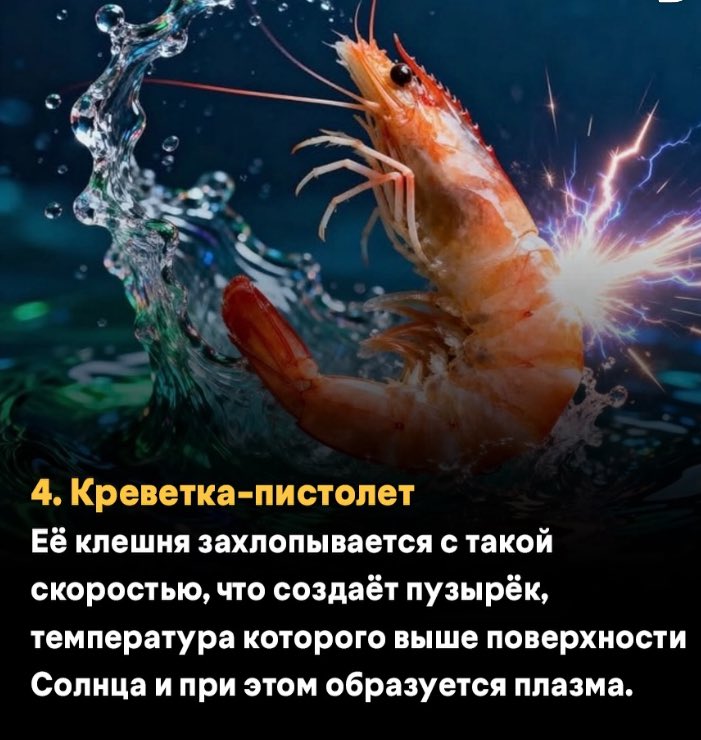 саша.тчк. tweet media