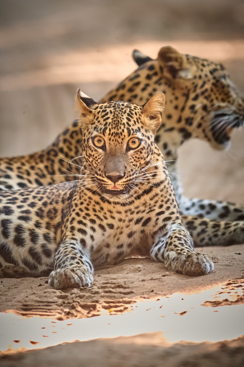 bownaankamal's tweet photo. Little Girl Kuweni with her bright eyes โ Very gorgeous | Wilpattu | Sri Lanka
Photo by @bownaankamal
.
.
#discoverwildlife #intothewild #srilankanleopard #wilpattunationalpark #nikon https://t.co/8jPtOe9M6A