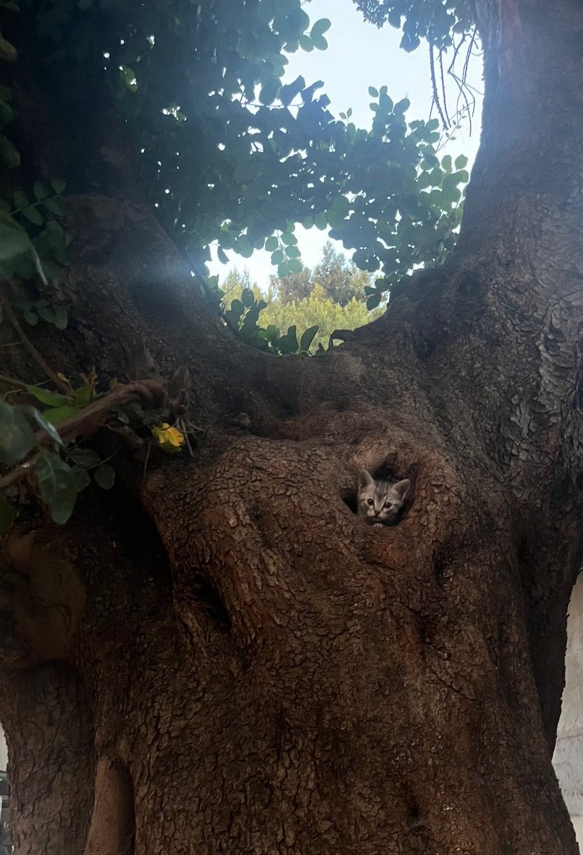 TurkishArc's tweet image. Trees of Istanbul Technical University