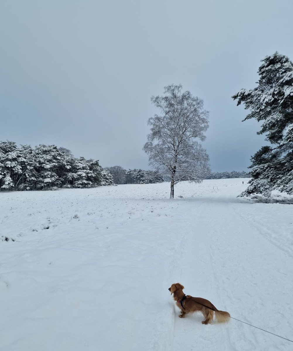 Zelda & Bandita tweet media