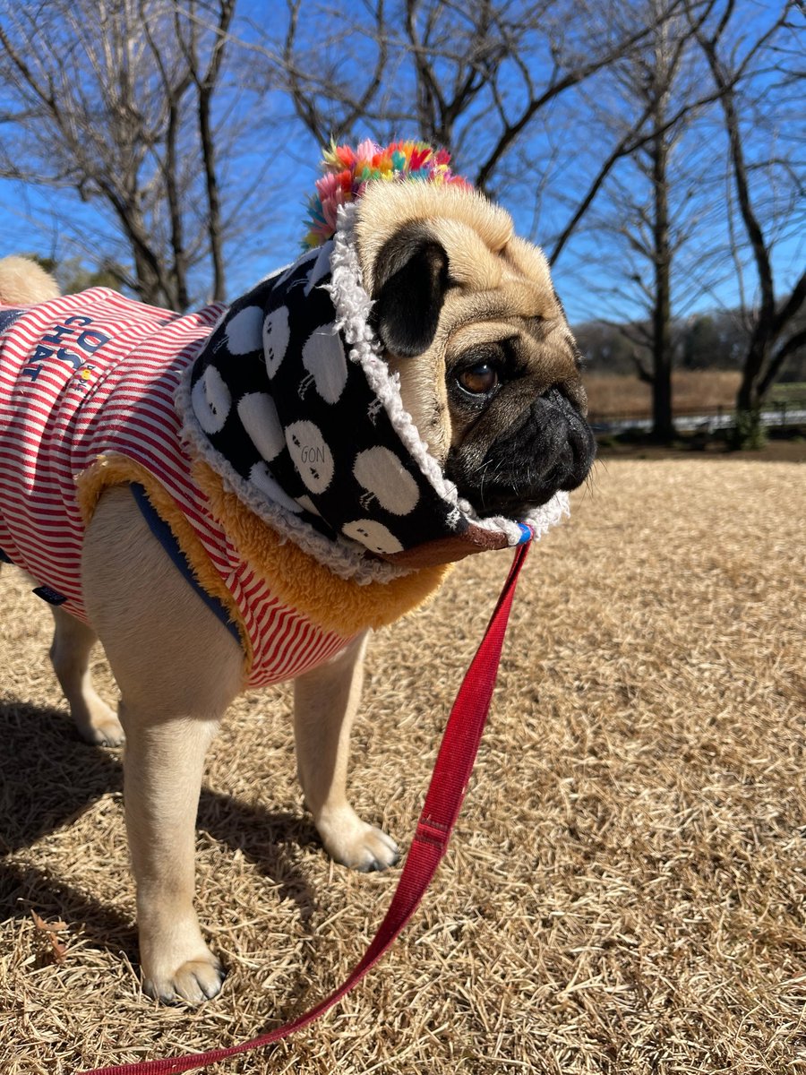 いつも癒しをくれるゴンちゃん🫶