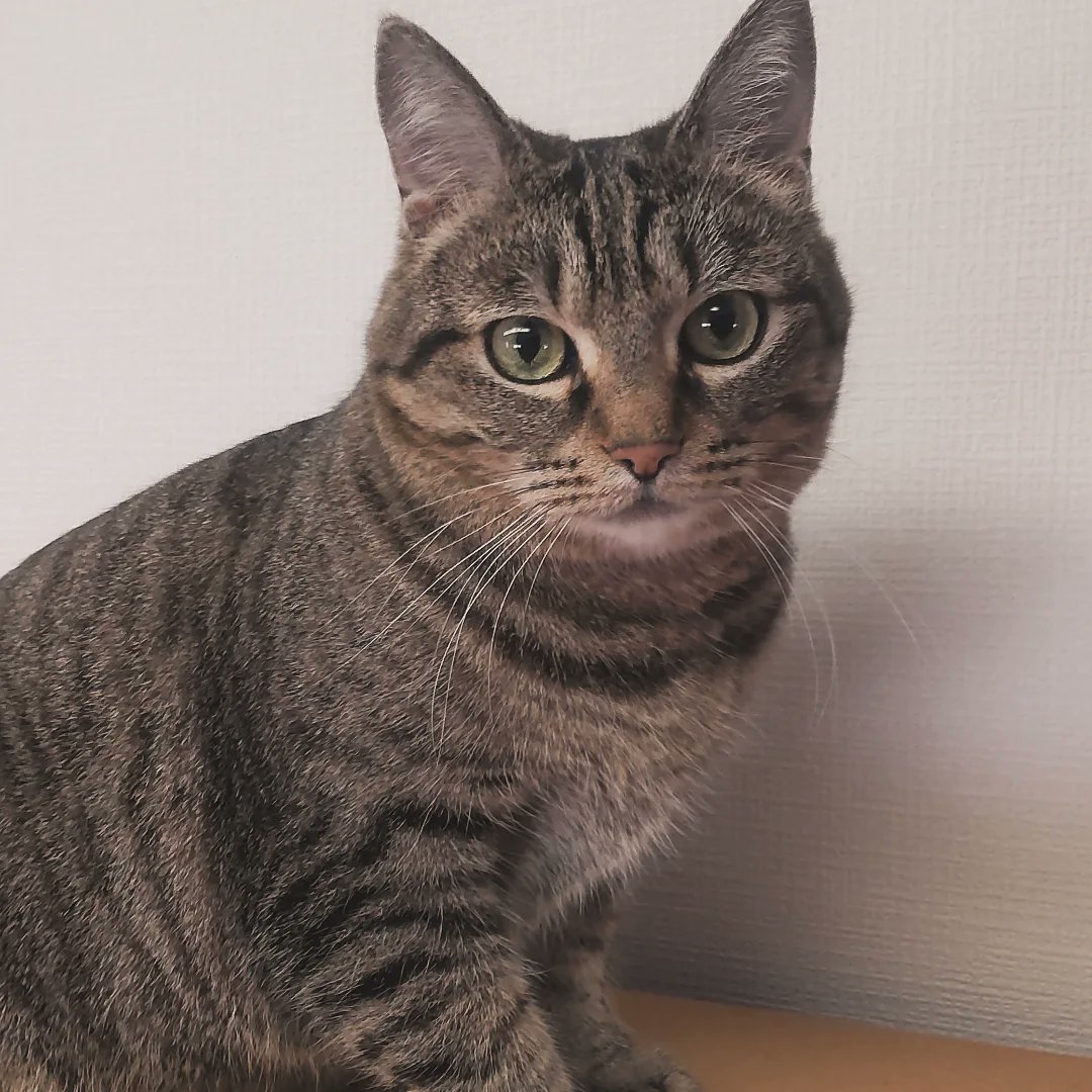asamitazawa's tweet photo. 久々の実家が最高だった🐱💕 https://t.co/b6WLOqIvap