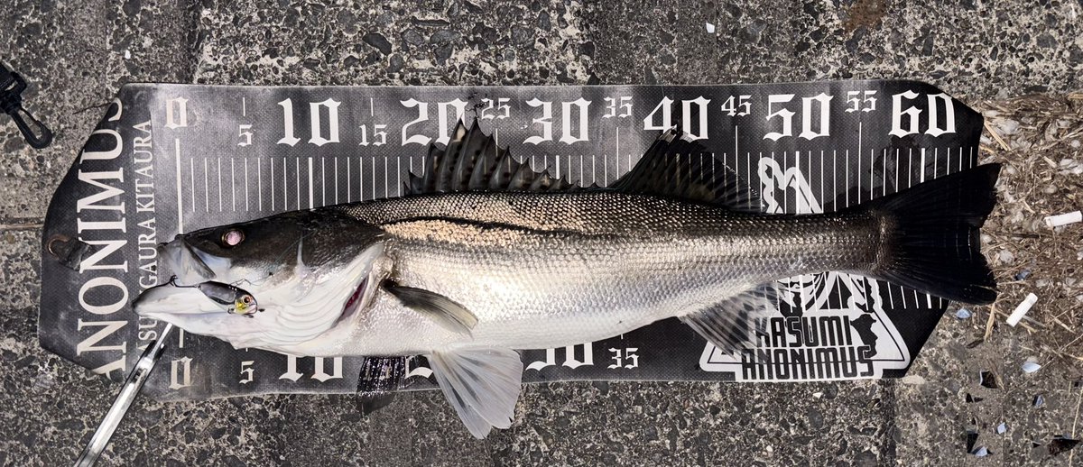 釣り好きtoshi (@seeBass1983) / Posts / X