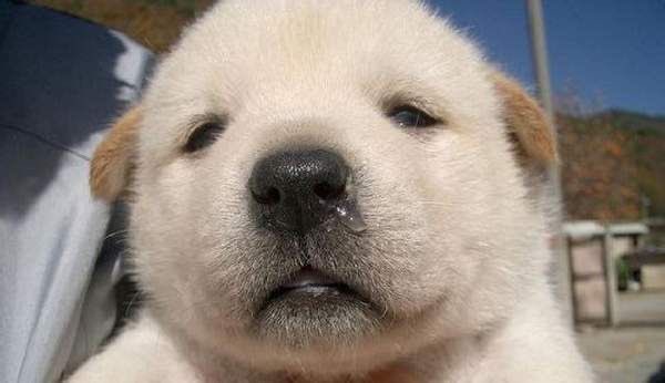 이소희 강아지 tweet media