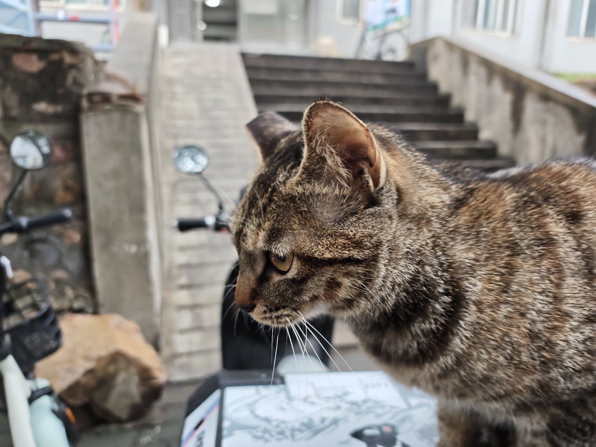 LoophyPan's tweet photo. Neko Neko https://t.co/Nf9OtL47Ot
