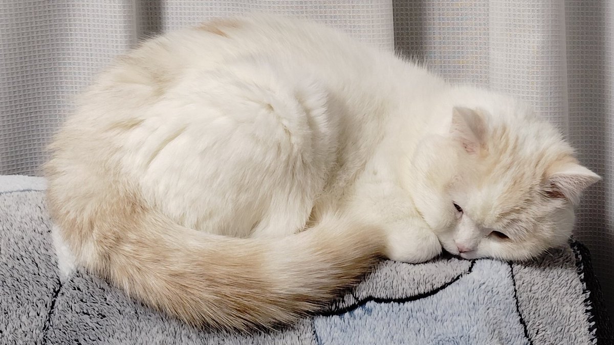 ふくちゃんページ 福ちゃん (@fukuchanwhite) on X