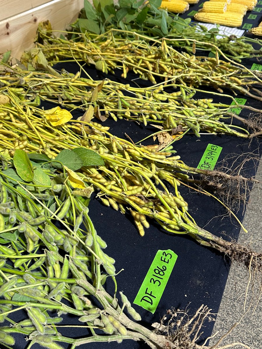 DF Seeds tweet media