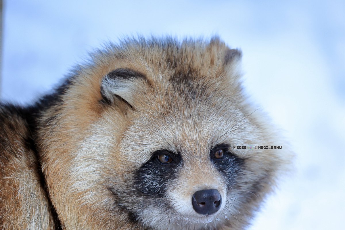 TLにたぬきのドアップ画像をあげて人々を幸せにしよう計画