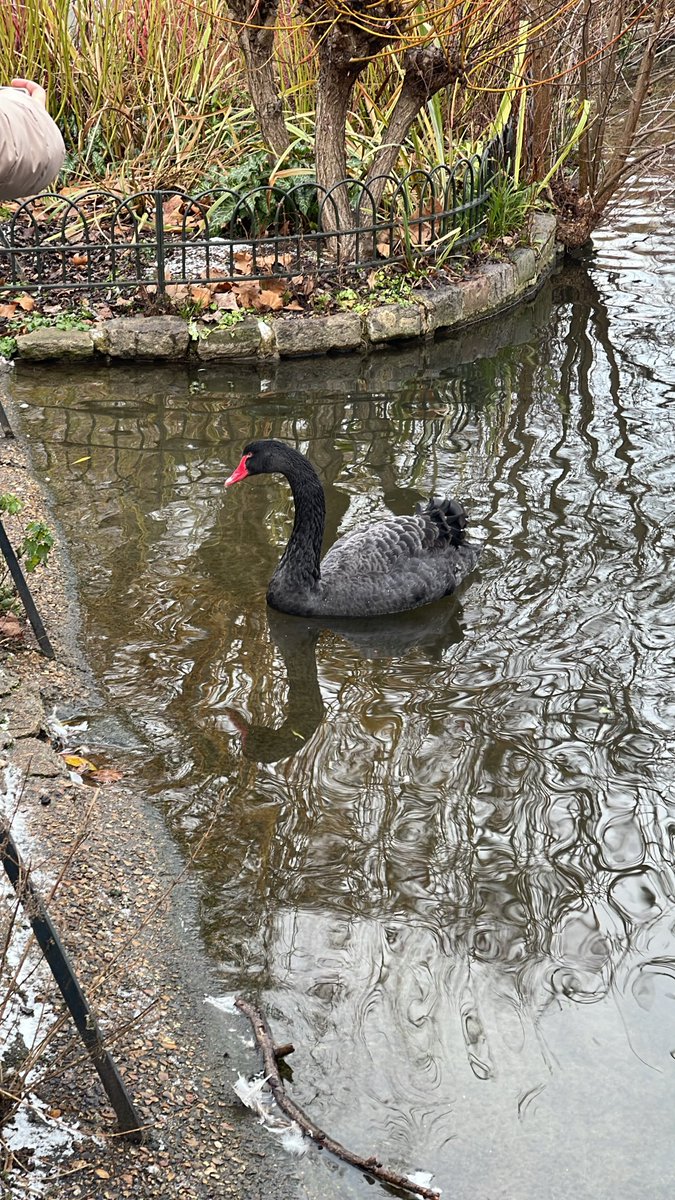 Black Swan - Siyah Kugu gördüm Borsa çökecek #bist100  🤣🤣