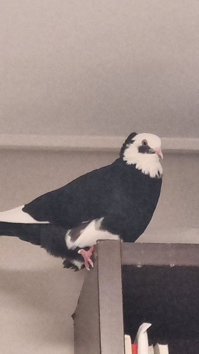 뭔포즈냐면요
그거지