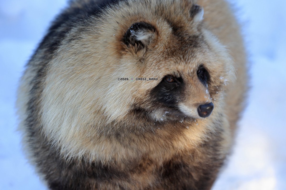 TLにたぬきのドアップ画像をあげて人々を幸せにしよう計画