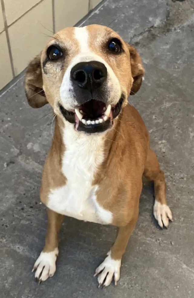 LisaBrabson's tweet image. NALA #A384005 3yo
Look at that amazing smile,NALA is absolutely RADIANT 🌟
Even at hideous shelter,her adorable personality shines through!
She refuses to give up hope,she believes someone will see how SPECIAL she is!
PLZ #ADOPT #FOSTER OR #PLEDGE FOR RESCUE⛑️ #CORPUSCHRISTI #TX