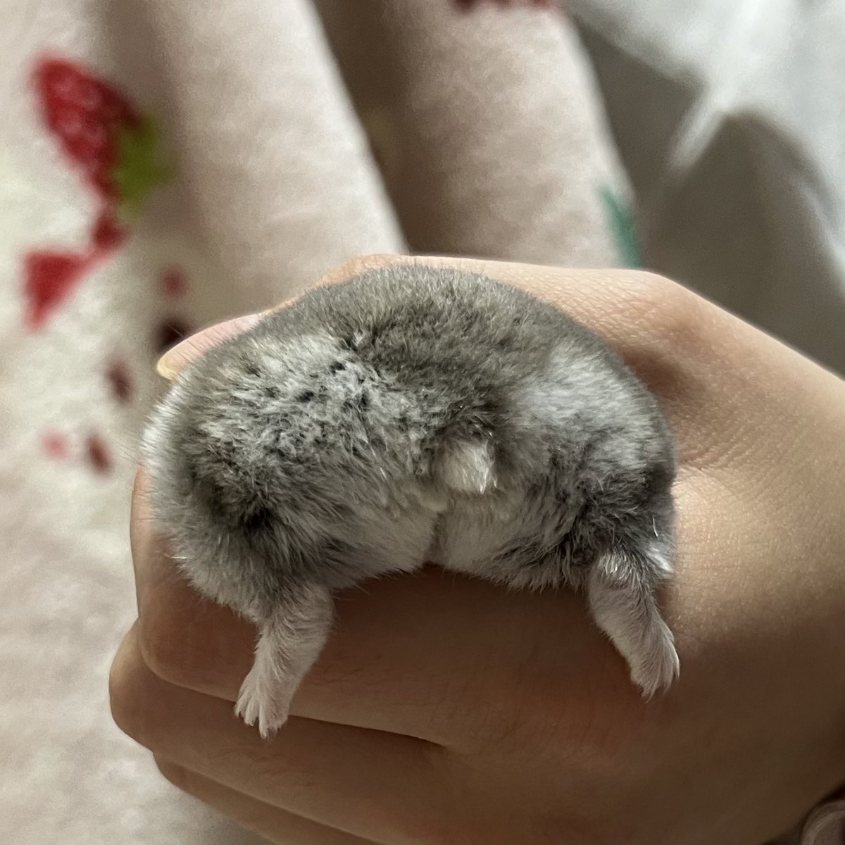 kabotane_725's tweet image. ﾓﾌ…

#ハムスター
#ジャンガリアン
#ハムスターのいる暮らし