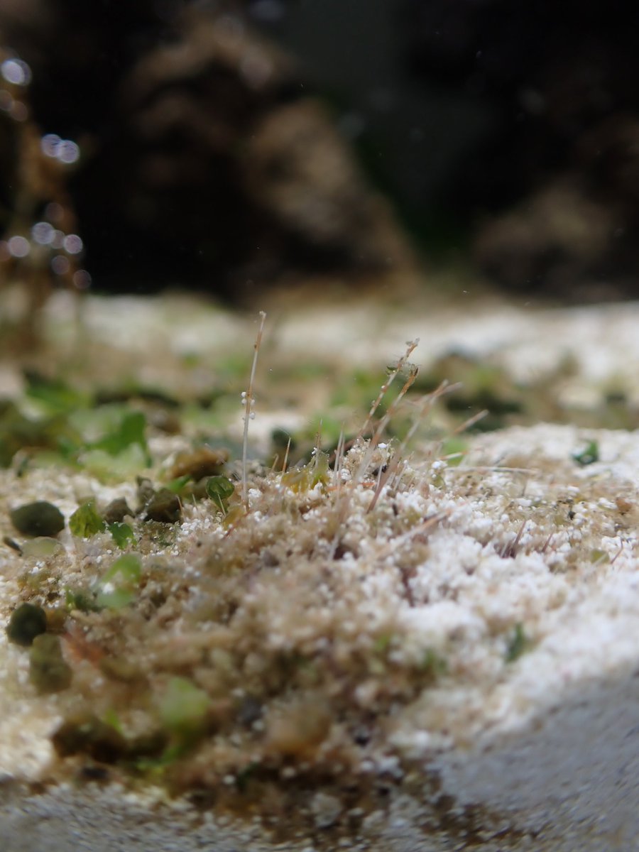 ネズミブンブク　棘付き&棘無し　ブンブク　ウニ殻 体隠して棘隠さず！ブンブク(ウニ)が砂の中に潜るようになったけど、棘