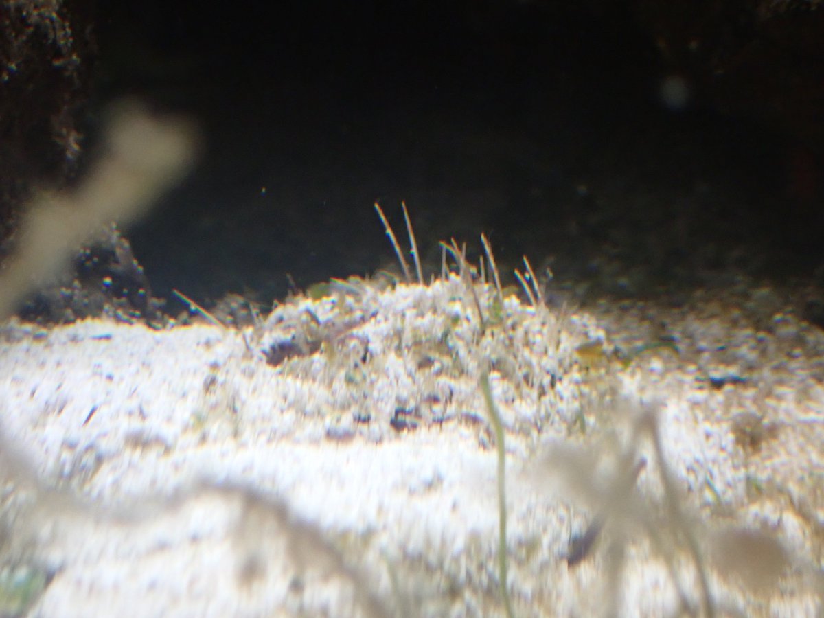 ネズミブンブク　棘付き&棘無し　ブンブク　ウニ殻 体隠して棘隠さず！ブンブク(ウニ)が砂の中に潜るようになったけど、棘