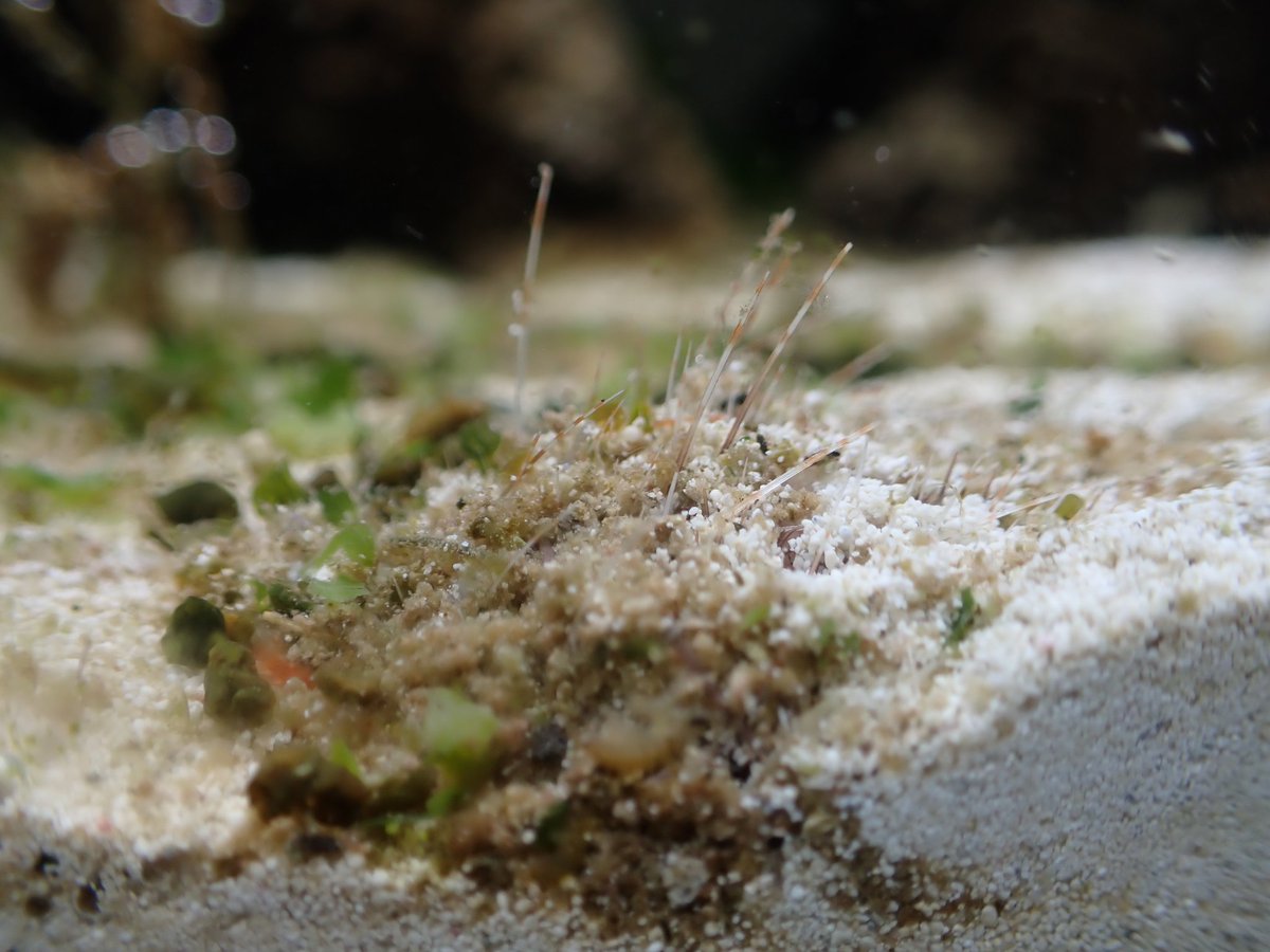 ネズミブンブク　ブンブク棘付き　ウニ殻 海外のブンブク ブンブクチャガマ ウニ ウニ殻 標本 - メルカリ