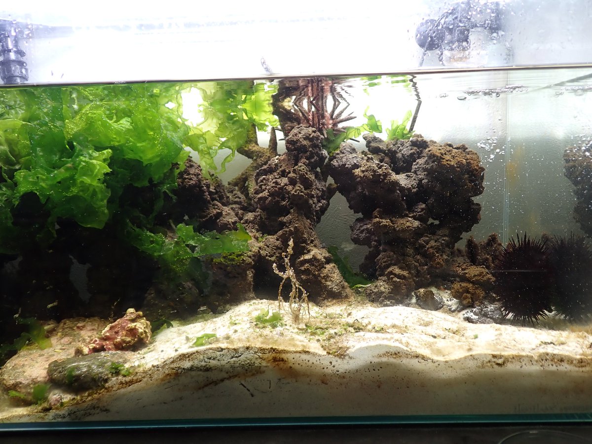 ネズミブンブク　棘付き&棘無し　ブンブク　ウニ殻 ブンブク | えのすいトリーター日誌 | 新江ノ島水族館