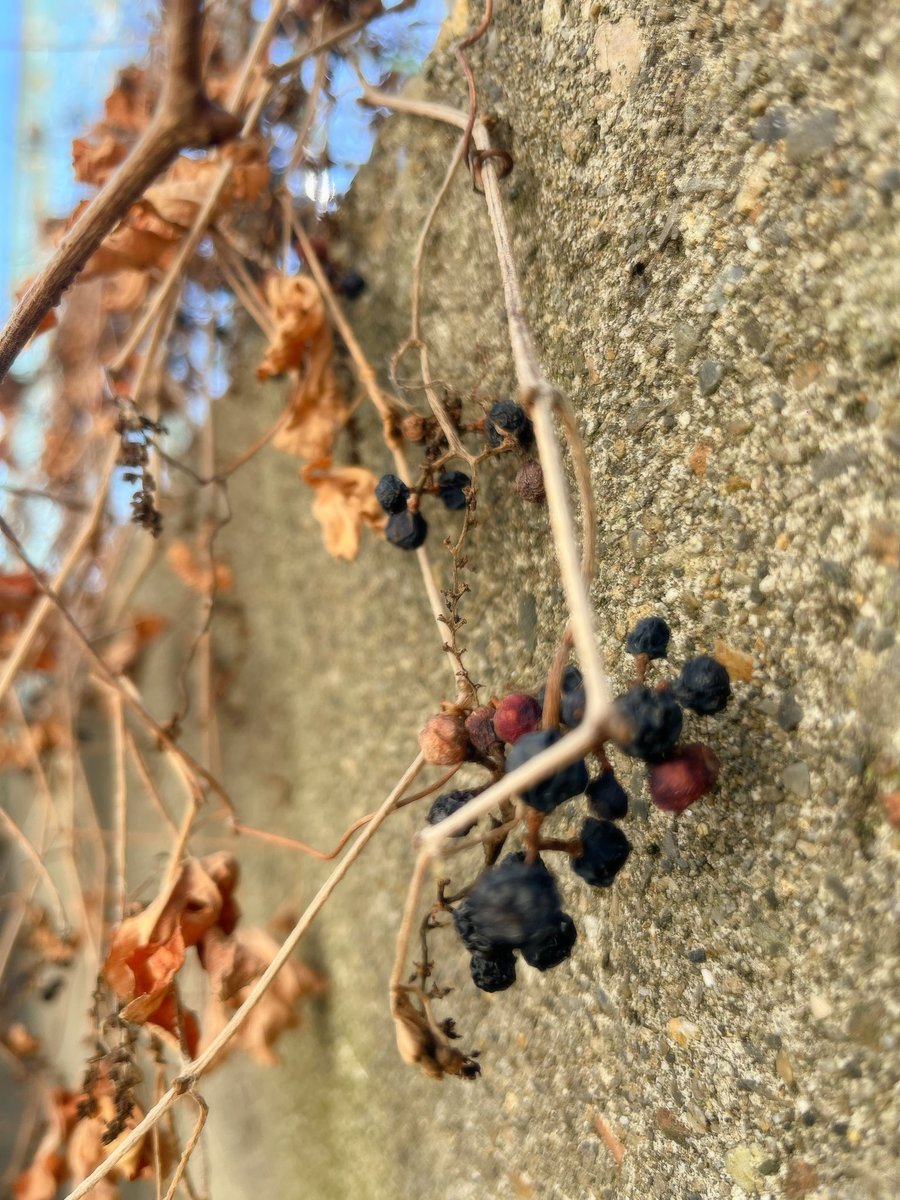 2歳さんとねんど遊び。
アンパンマンがいい感じに焼けました。

お散歩では「ブルーベリー！」と、実を見つけてくれました。
年を重ねた実や葉っぱが好きです。
