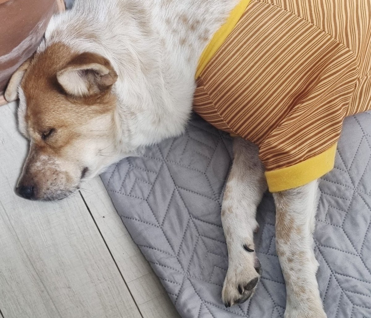 마일로 귀여운 점
혼자 푹 쉬고 싶을 땐 방에 쏙 들어가서
혼자 잘 거니까 나가주세요 하는데
푹 쉬고 나면 이제 좀 쓸쓸한지
자다 깨서 굳이 나와서 자요ㅋㅋ

#가족찾는마일로