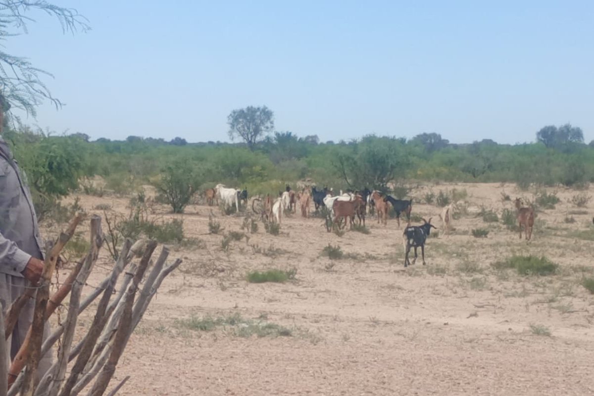 El ministerio de Desarrollo Productivo continúa fortaleciendo la sanidad rural con nuevas jornadas de asistencia en el territorio, acompañando a productores y promoviendo el cuidado integral de los rodeos para mejorar la productividad.