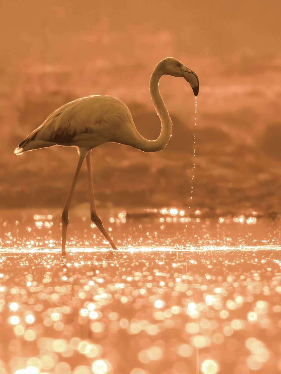 Dr. Brijesh Makadia tweet media