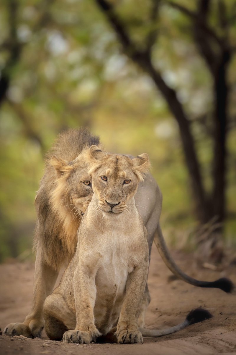 Dr. Brijesh Makadia tweet media