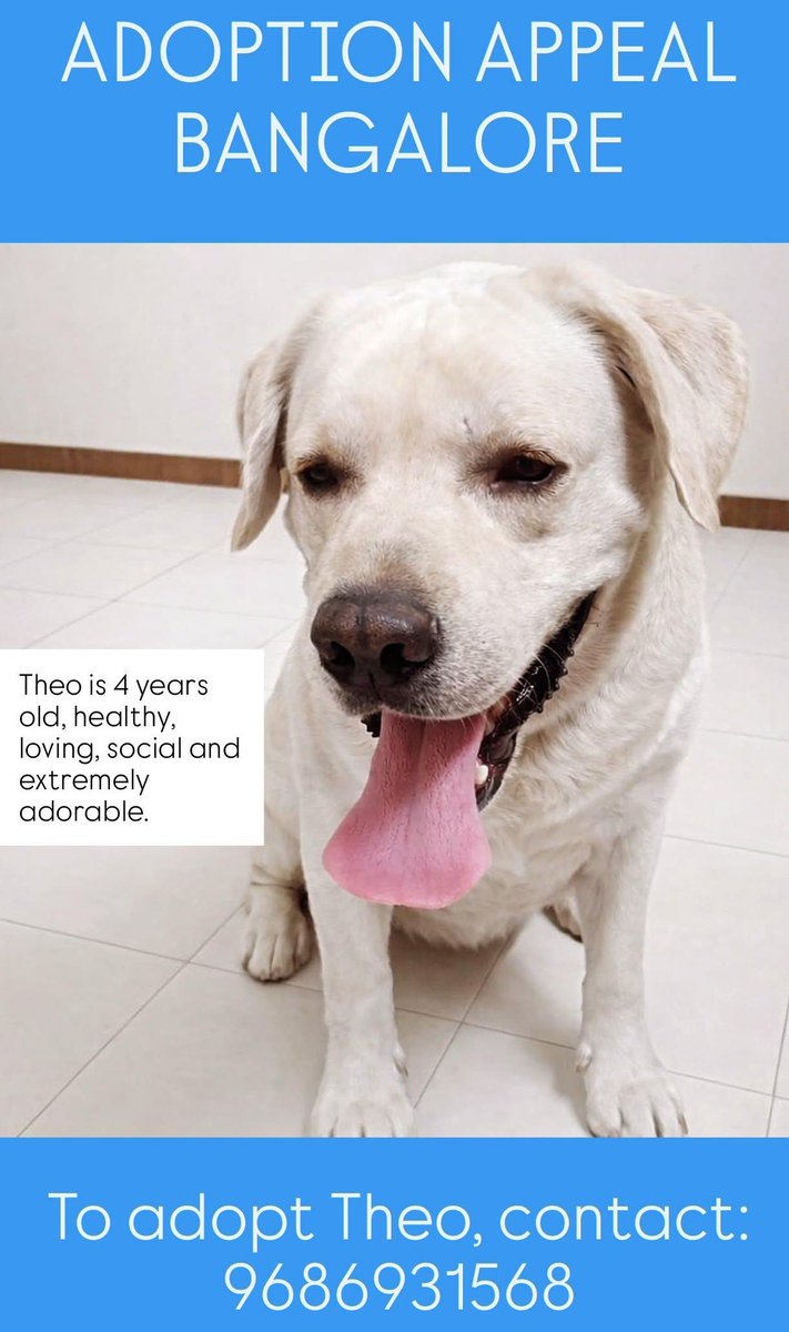 BANGALORE ADOPTION APPEAL

Theo, the gentlest, most loving and adorable Labrador, is looking for his home. 

I cannot fathom why anyone would abandon him.

He's 4 years old, healthy, and loves people and dogs alike.

Please share! Details on the poster.