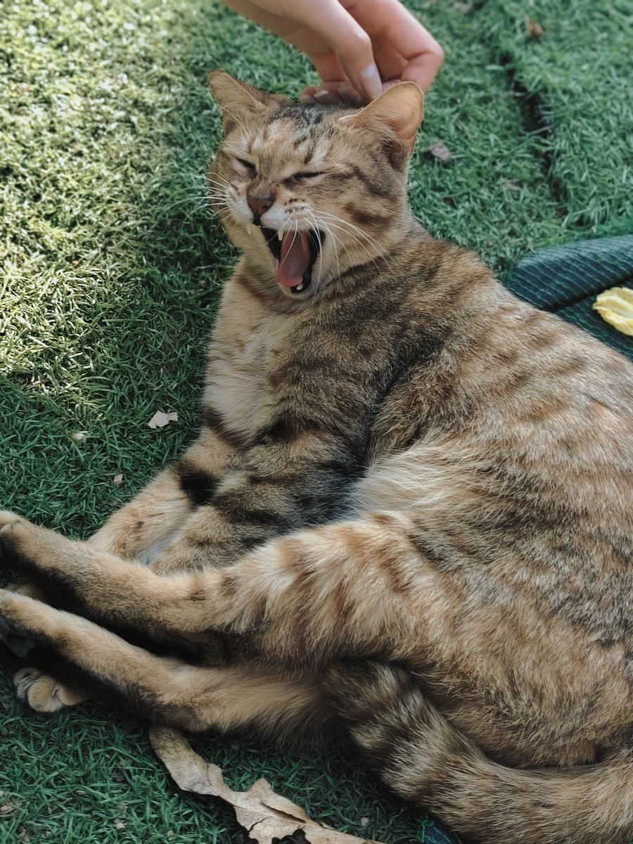 tineg_'s tweet photo. 校园咪₍˄·͈���·͈˄*₎◞ ̑̑😺 https://t.co/NaVB44LFbZ